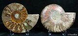 Inch Split Ammonite Pair #2637-1